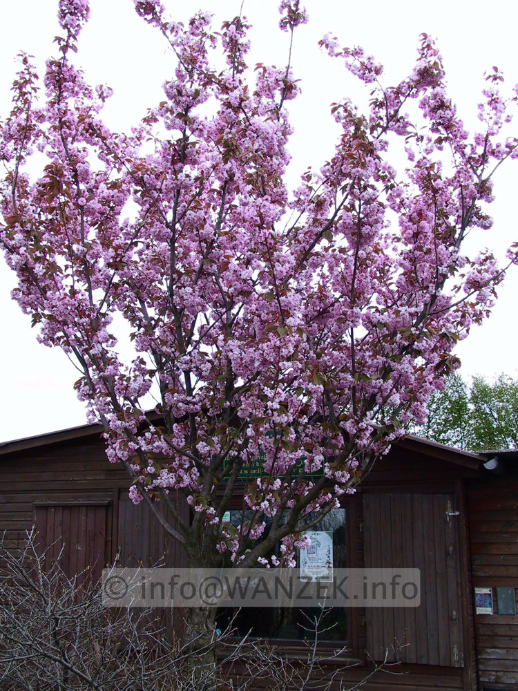 Prunus serrulata Kanzan 05.jpg